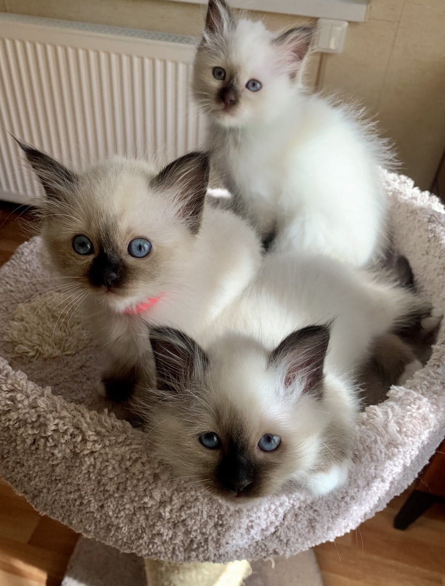 котята священной бирмы в домашней лежанке