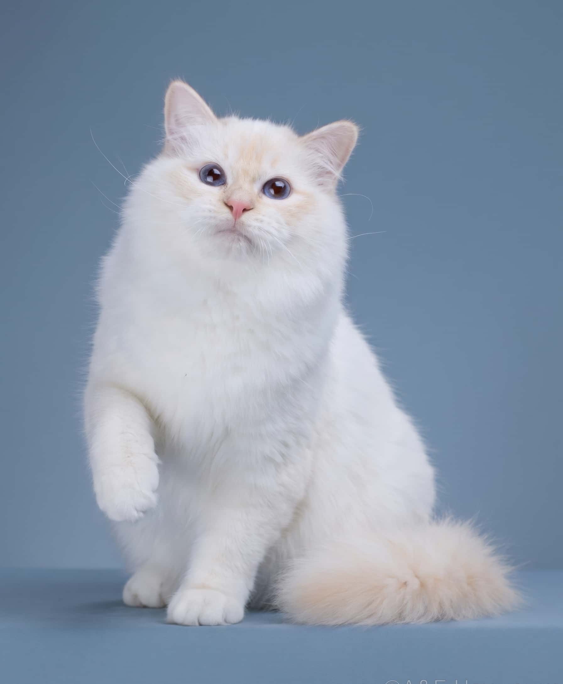 Umka Belye Lapky, племенной кот