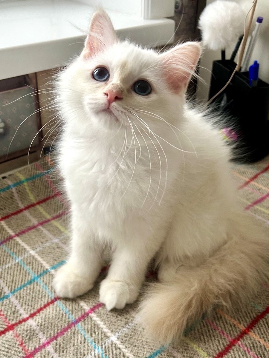 Марс, котёнок помёта&nbsp;M