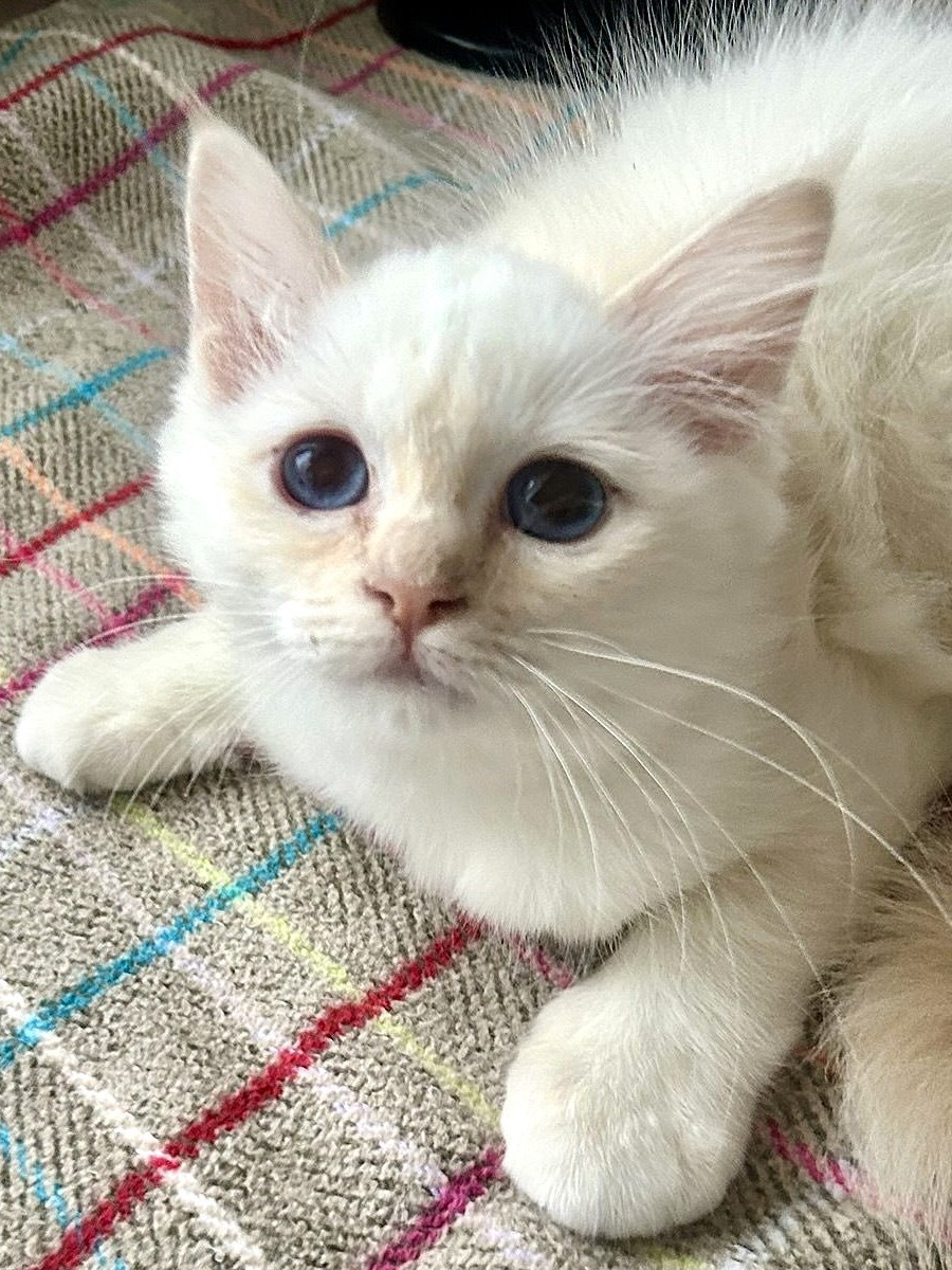 Мира, котёнок помёта&nbsp;M