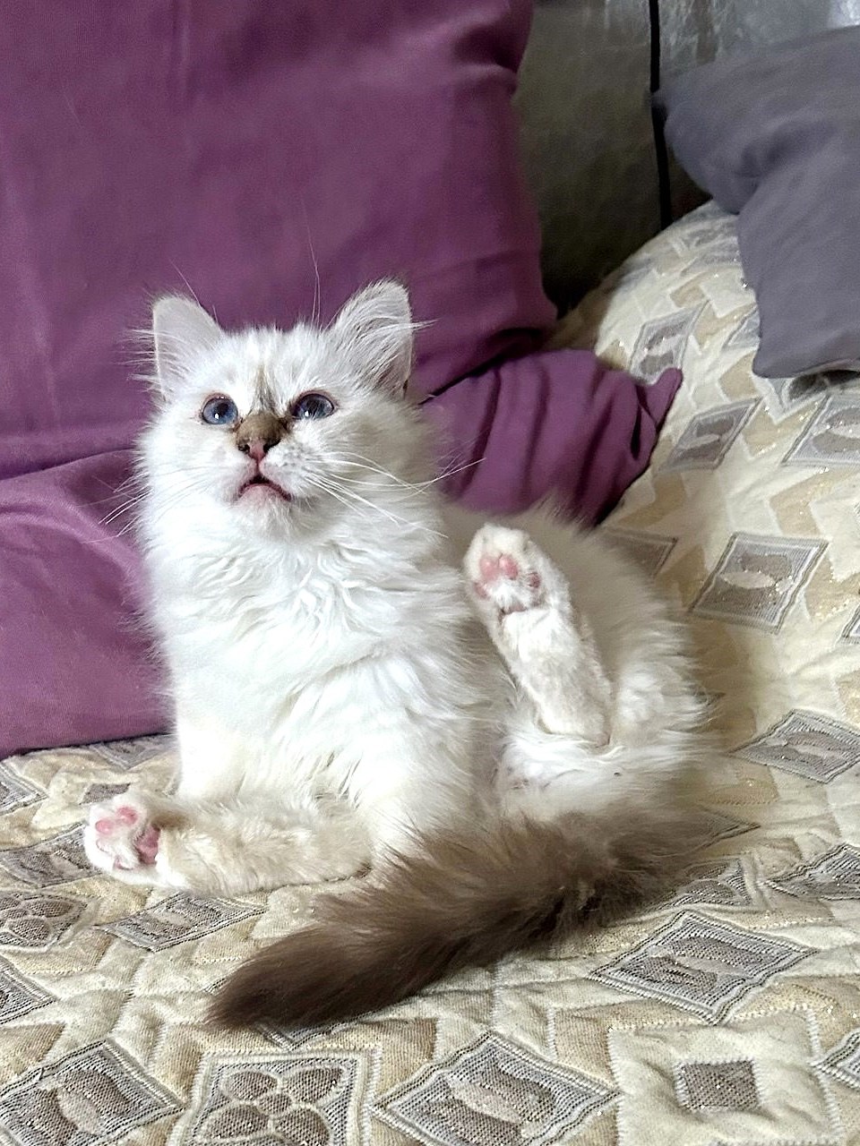 Несси, котёнок помёта&nbsp;N