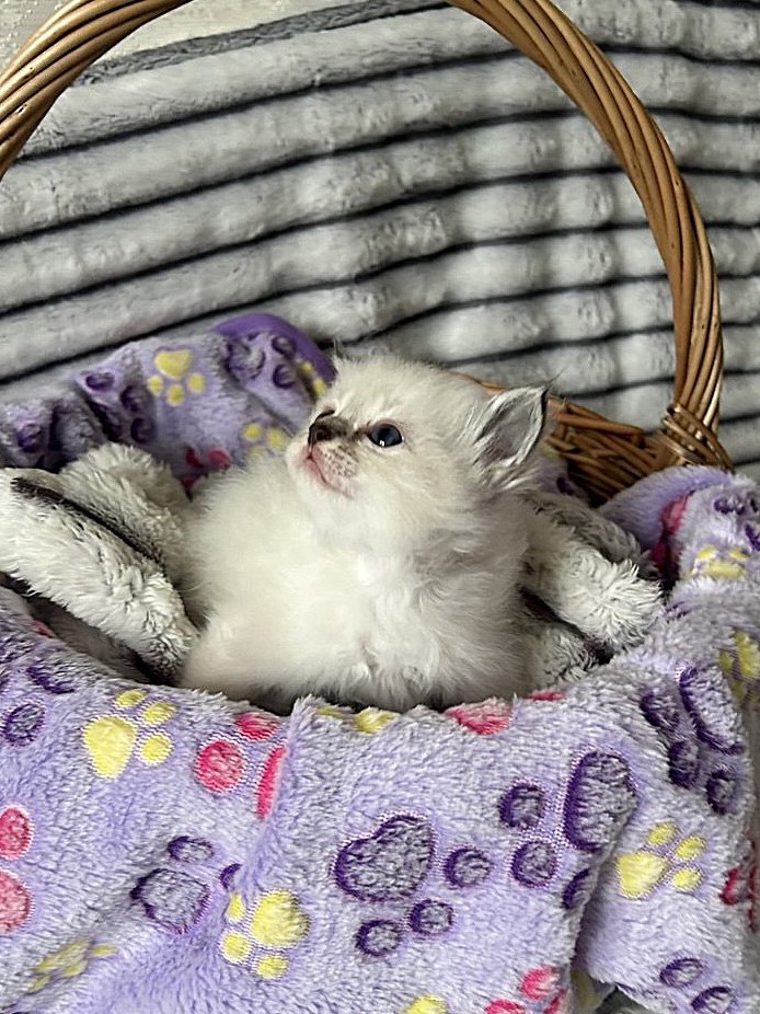 Нева, котёнок помёта&nbsp;N
