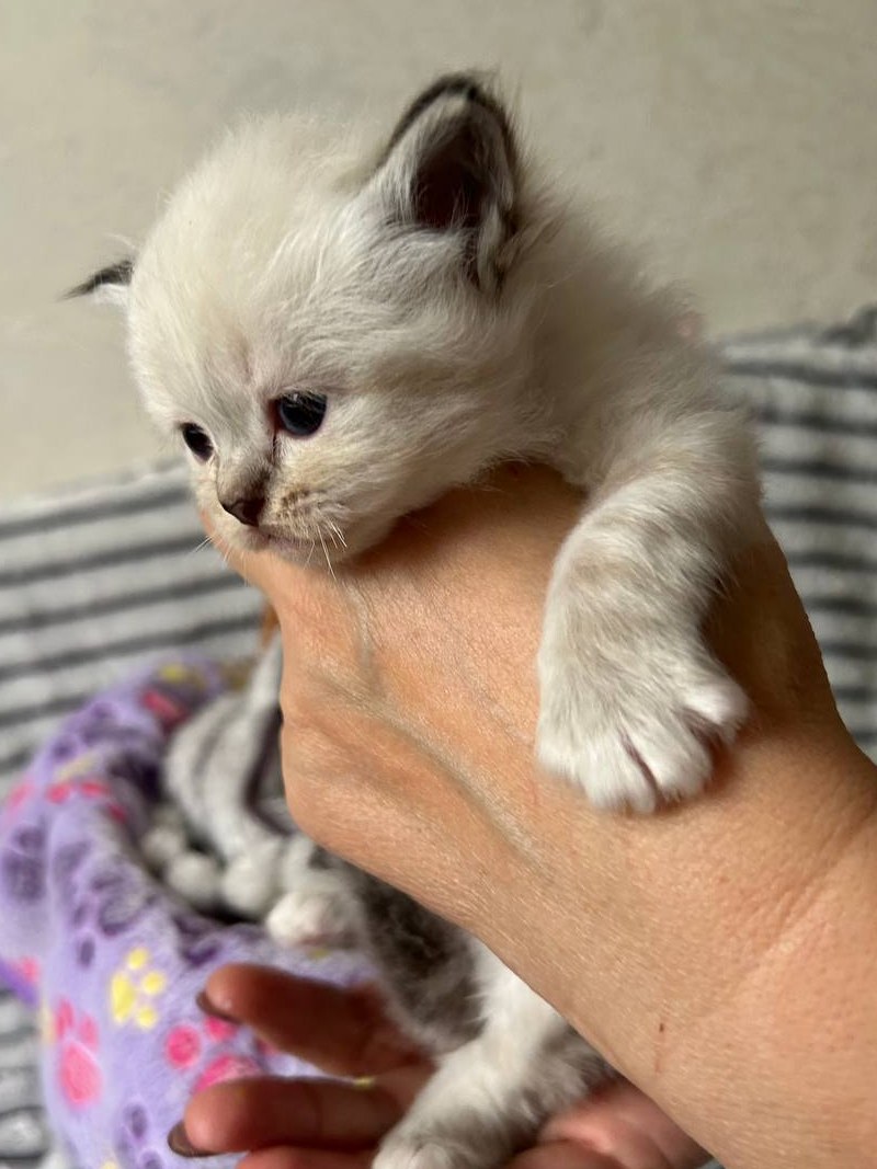 Николь, котёнок помёта&nbsp;N