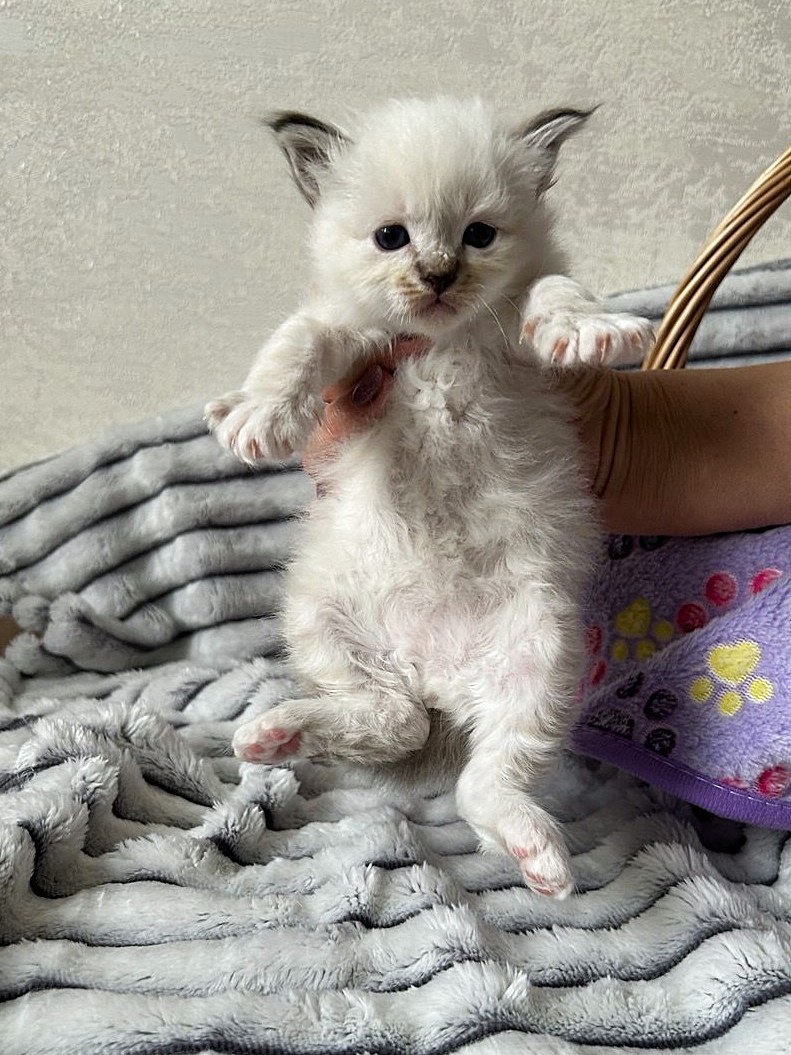 Норис, котёнок помёта&nbsp;N