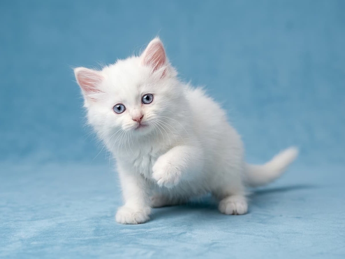 Орион, котёнок помёта&nbsp;O