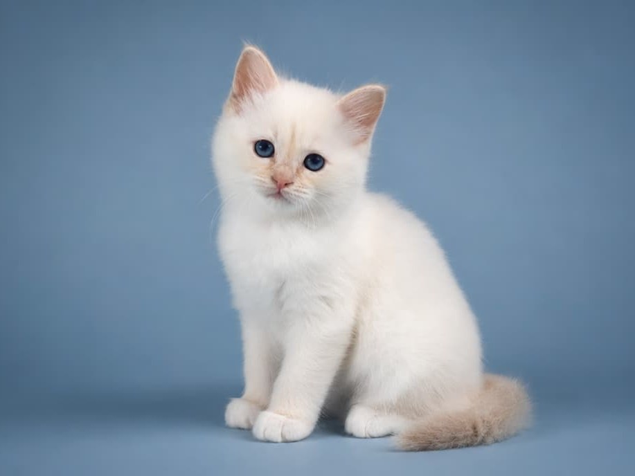 Орфей, котёнок помёта&nbsp;O