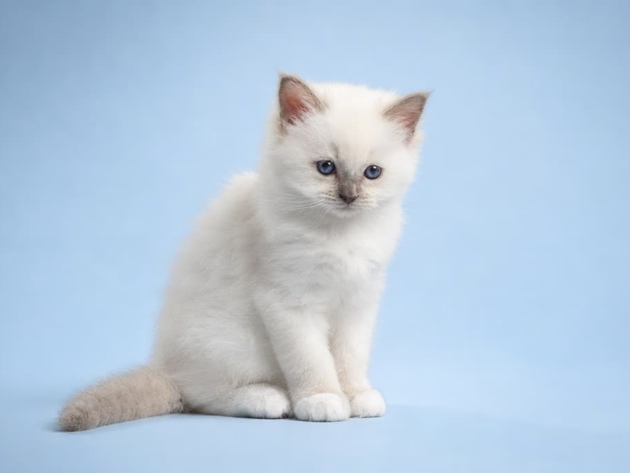 Оскар, котёнок помёта&nbsp;O