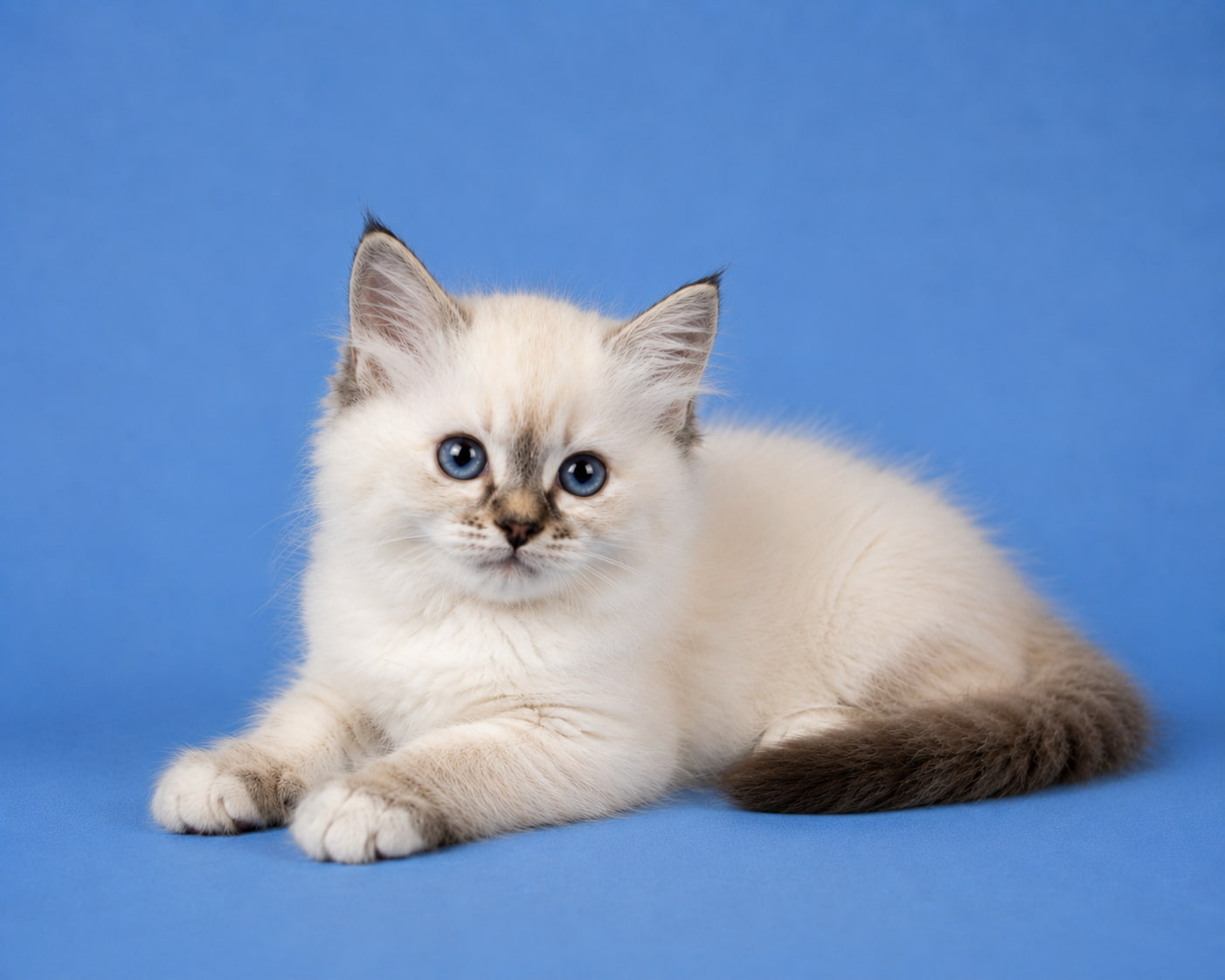 Рошель, котёнок помёта&nbsp;R