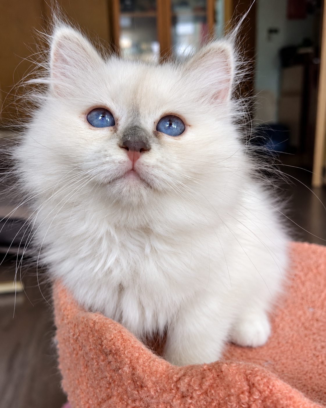 Сакура, котёнок помёта&nbsp;S