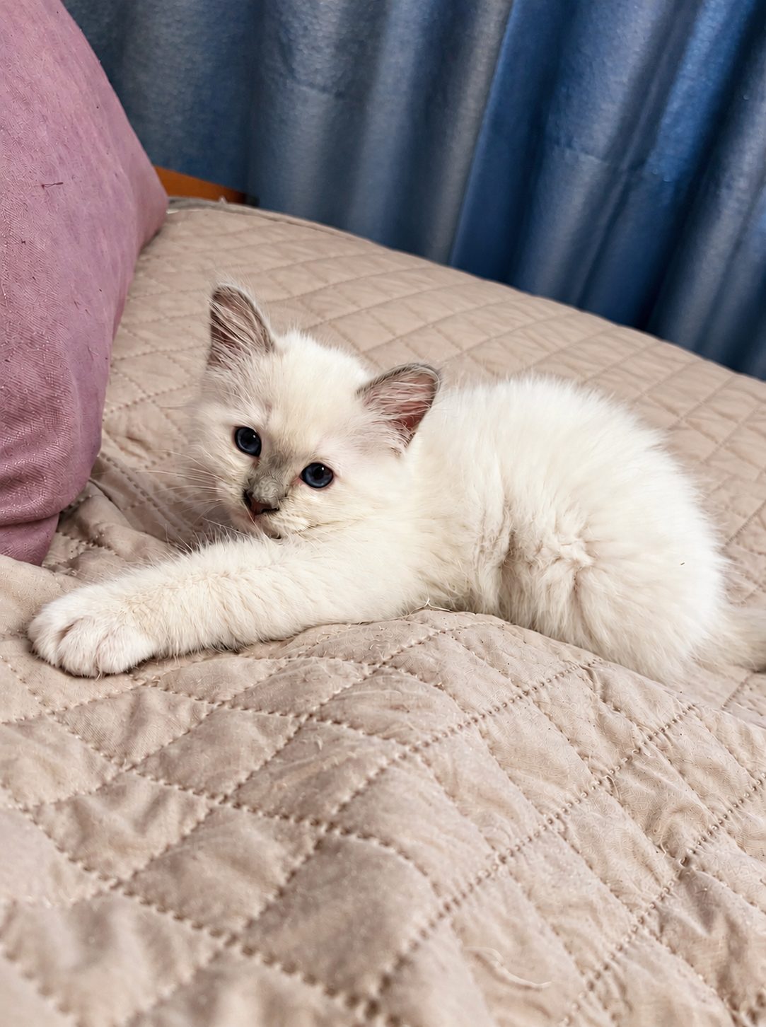 Котёнок Симба